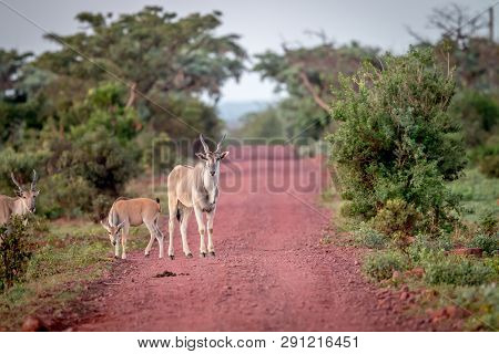 Eland Standing In The Road In Welgevonden.