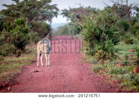 Eland Standing In The Road In Welgevonden.