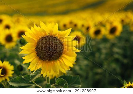 Beautiful Picture Of A Field Of Sunflowers. Only One Big Sunflower In The Foreground In Focus.