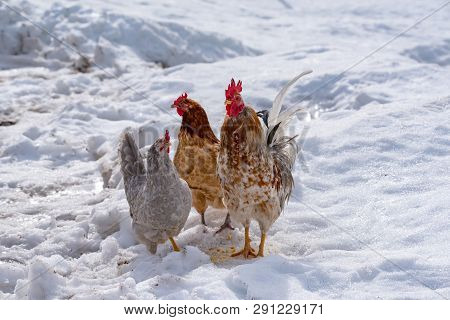 Rooster And Hens Looking For Food In Snow