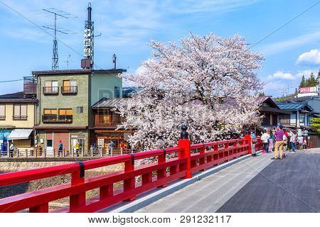 Takayama, Japan: April 25, 2014: A Group Of Unidentified People Admire A Cherry Blossom Tree In Bloo