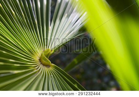 Root Of The Leafs Of A Chinese Hemp Palm