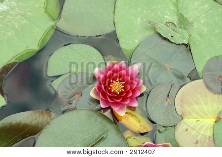 Blume vom Lotus in einem Teich