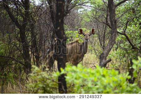 Herd Of Female Kudu In The Underwood