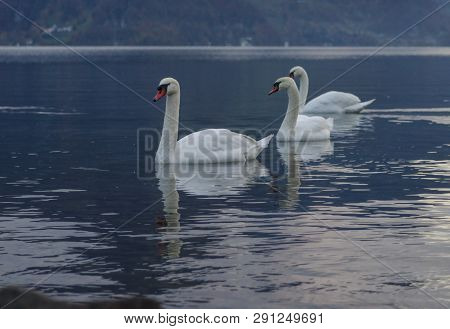 Three Swans Quietly Swimming On The Lake Early In The Morning