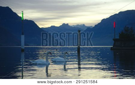Early In The Morning, The Swans Have The Marina For Themselves