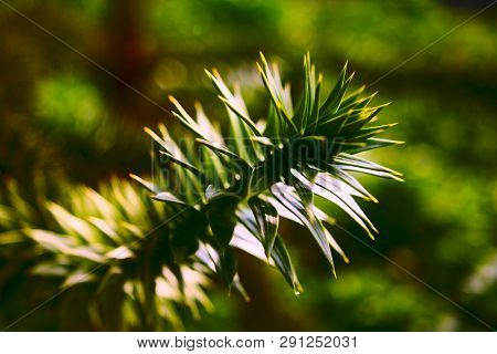 Closeup Of An Arm Of Araucaria In Backlight