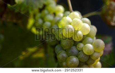 Closeup Photograph Of A Bunch Of White  Chasselas Grapes