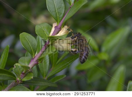 Austrian Honey Bee Harvesting Nectar On Honeysuckle Flower