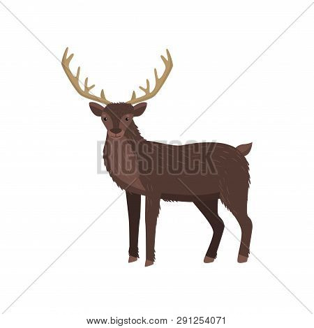 Brown Elk With Big Horns Standing At White Background Looking At Viewer