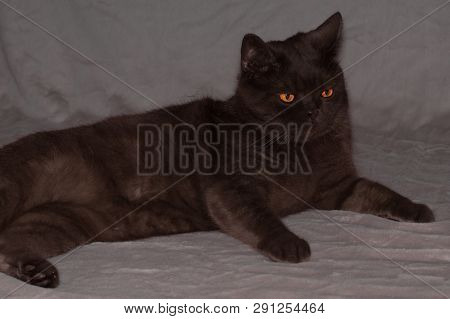 Fat Solid Gray Cat Lies With A Pensive Face. Yellow Orange Eyes, Fluffy Tummy