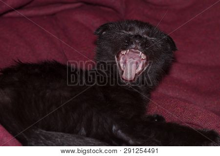 Young Black Kitten Yawns