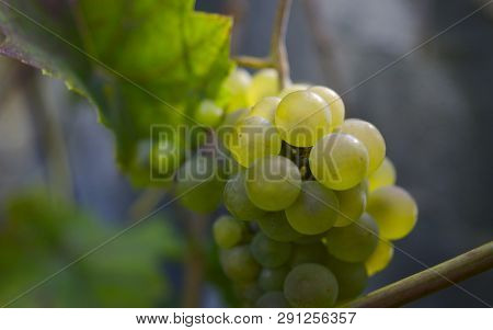 A Closeup Photograph Of White Chasselas Grapes.