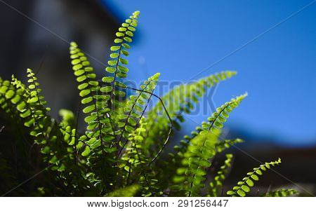 Closeup Of An American Maidenhair Fern Growing On A Mural
