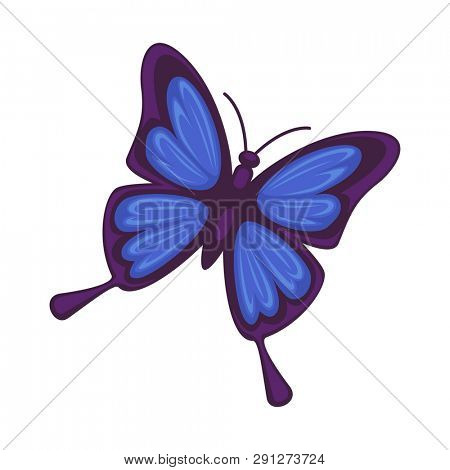 Blue butterfly isolated on white background. Morpho rhetenor