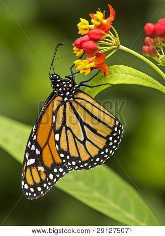 A Monarch Butterfly feeding on a flower