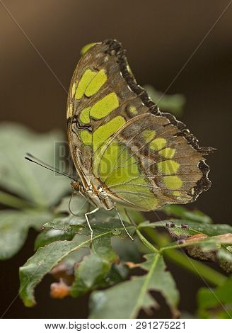The Malachite Butterfly Feeding On A Flower