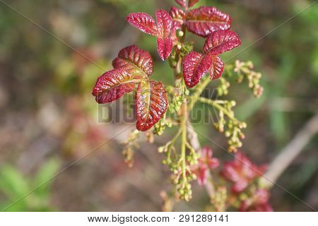 New Red Poison Oak Leaves Blooming In Early Spring Close Up High Quality