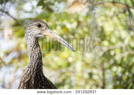 Limpkin A Large Tropical Bird In A Tree