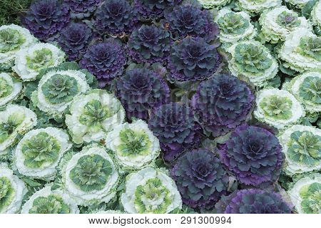 Plant Brassica Oleracea Acephala In Backyard Flower Garden