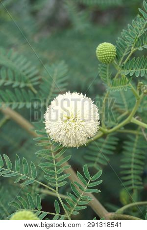 White Leucaena Glauca Flower In Nature Garden