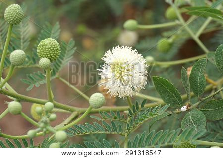 White Leucaena Glauca Flower In Nature Garden
