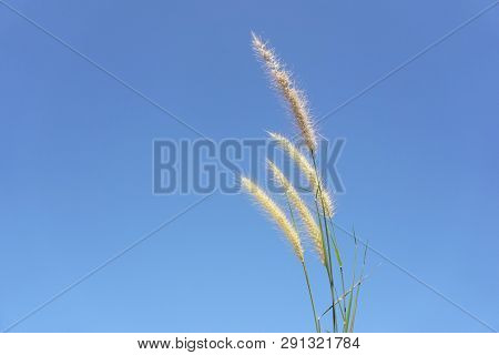 Close Up Fresh Pennisetum Pedicellatum Flower In Nature Garden