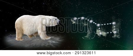 Polar Bear And Ursa Major Constellation, Collage With Real Animal On An Iceberg Looking At The Stars