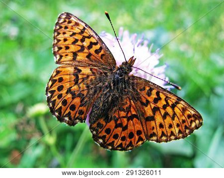 The Silver-washed Fritillary Butterfly (argynnis Paphia) Or Der Kaisermantel Oder Silberstrich Schme