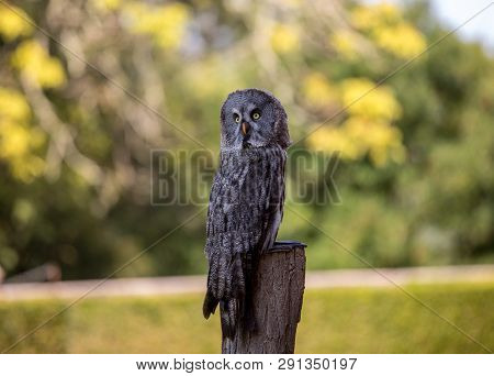 Great Grey Owl (strix Nebulosa). Night Birds Of Prey