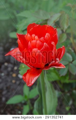 Red Peony Tulip