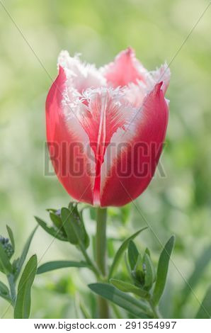 Pink Tulip Flower  Bell Song  With White Fringes To The Petals