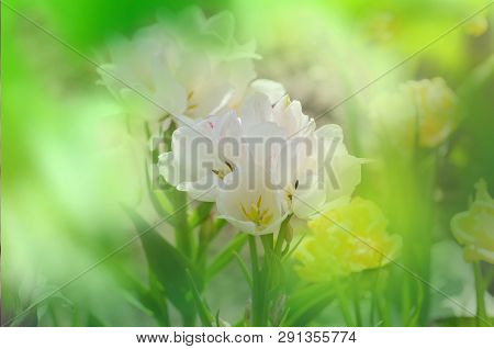 Tulip Weisse Berliner