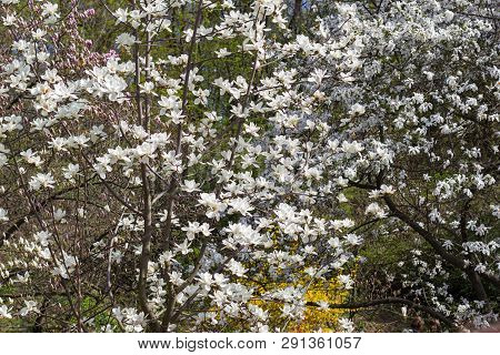 Symbol Of Spring, Female Charm And Chastity - Magnolia Flower Natural Blooming Branches For Fresh Sp