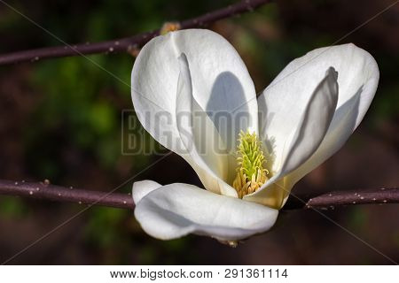 Symbol Of Spring, Female Charm And Chastity - Closeup Of Single Magnolia Flower On Natural Backgroun
