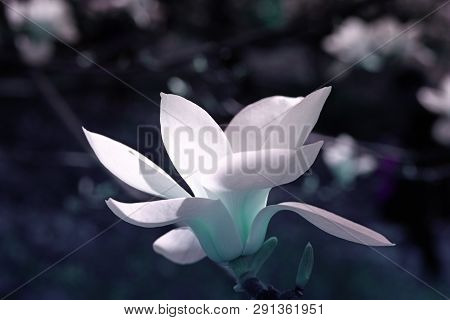 Symbol Of Spring, Female Charm And Chastity - Closeup Of Magnolia Flower On Natural Background For F