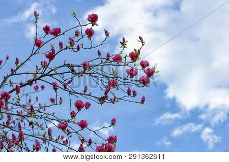 Symbol Of Spring, Female Charm And Chastity - Magnolia Flower Natural Blooming Branches On Blue Sky 