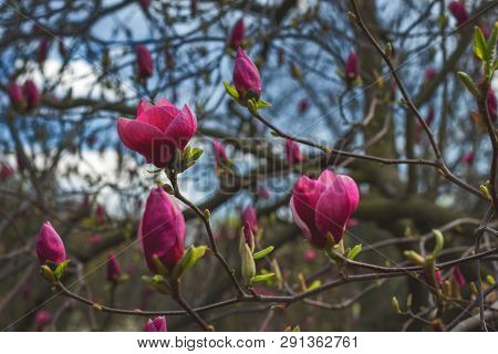 Symbol Of Spring, Female Charm And Chastity - Closeup Of Magnolia Flower On Natural Background For F