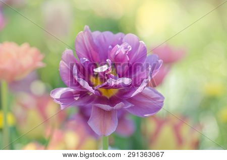 Purple Violet Tulip In The Garden
