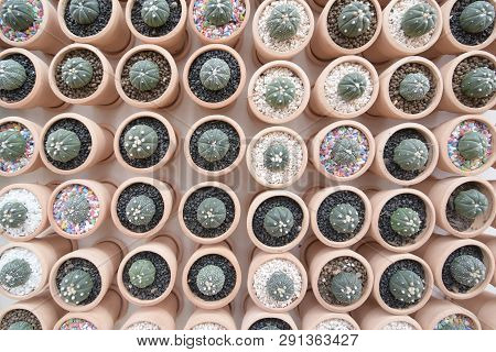 Top View Close Up Image On Many Kind Of Cute Cactus In Small Round Flowerpots, Plant Growth In Busin