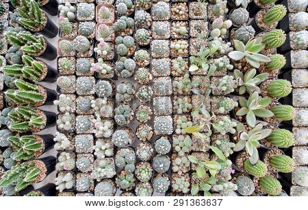 Top View Close Up Image On Many Kind Of Cute Cactus In Small Square Flowerpots, Plant Growth In Busi
