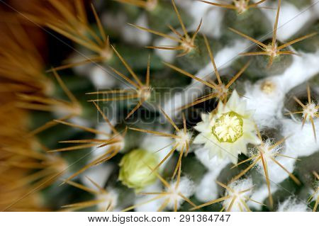 Cactus Stamen With Prickly Texture In Background, White Flower Blossom Protect By Needle, Hurting Fe