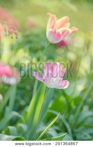 Pink Beautiful Parrot Tulip Flowers In Garden