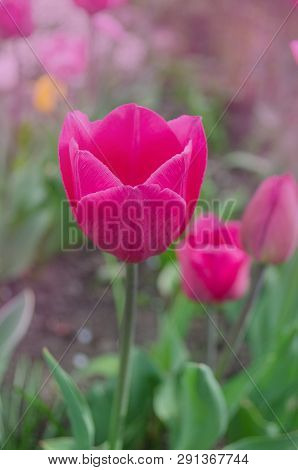 Pink Tulip In Garden. Fresh Pink Tulips