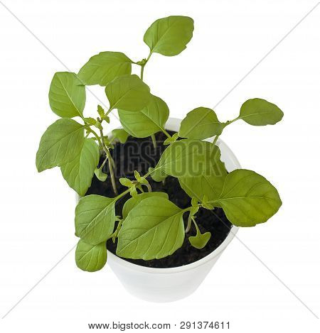 Basil (ocimum Basilicum), Great Basil Or Saint Josephs-wort, Is A Culinary Herb Of The Family Lamiac
