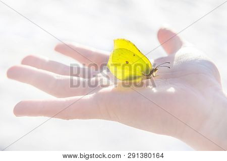 First Spring Yellow Butterfly Calmly Sits In The Middle Of An Open Childs Palm