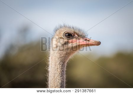 Close Up Of An Ostrich Head In Africa.
