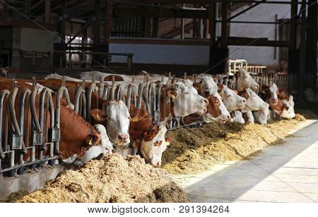 Row Of Simmental Cows Eating, Sunlight Falling Into The Open Cowshed