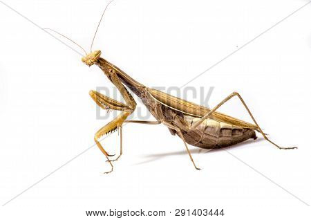 Wandering Violin Mantis, Gongylus Gongylodes, In Front Of White Background