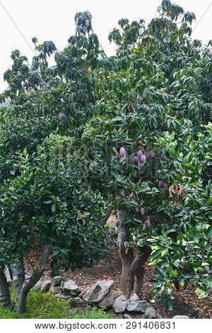 Tropical Mango Tree With Big Ripe Mango Fruits Growing In Orchard On Gran Canaria Island, Spain. Cul